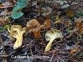 Craterellus lutescens-amf386-1